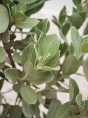 Silver Damas (Conocarpus erectus)