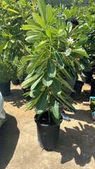 Plumeria Tree