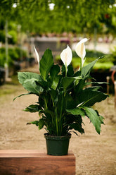 Peace Lily (Spathiphyllum spp.)