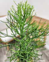 Pencil Cactus (Euphorbia tirucalli)