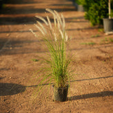 Green Fountain Grass (Pennisetum setaceum)