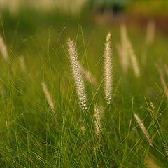 Green Fountain Grass (Pennisetum setaceum)