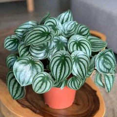 Watermelon Peperomia Argyreia