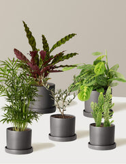 Beginner’s Indoor Plant Bundle – Set of 5 Easy-Care Plants