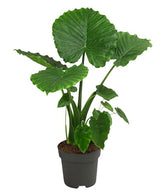Alocasia California
