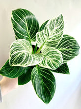 Philodendron Birkin 20cm