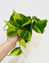 Philodendron Brasil