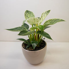 Philodendron Birkin 20cm