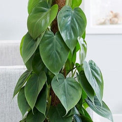 Philodendron Scandens (Heartleaf Philodendron)