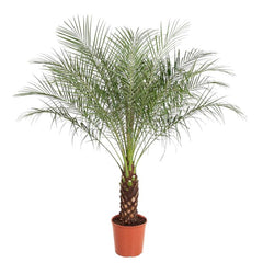 Phoenix roebelenii (Pygmy Date Palm)