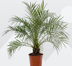 Phoenix roebelenii (Pygmy Date Palm)