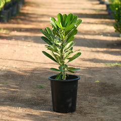 Plumeria obtusa white small