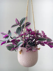 Tradescantia Nanouk 12cm