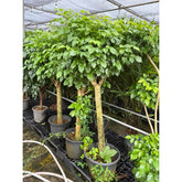 Radermachera Sinica (China Doll Plant)