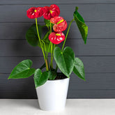 Anthurium red