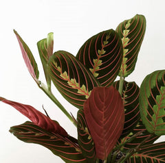Prayer Plant (Maranta leuconeura)