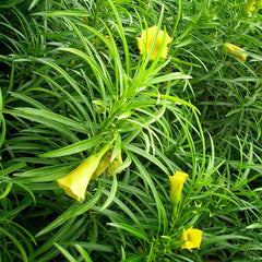 Thevetia peruviana | Cascabela Thevetia