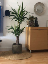 Yucca