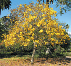 Golden Trumpet Tree