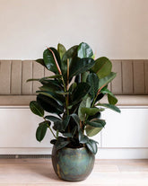Ficus elastica (Rubber Fig / Rubber Plant)