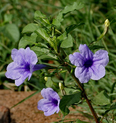 Ruellia ciliosa
