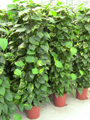 Philodendron Scandens (Heartleaf Philodendron)