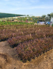 Pennisetum setaceum ‘Rubrum’