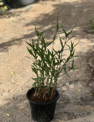 Ruellia ciliosa
