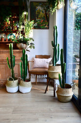 Euphorbia Abyssinica Cactus