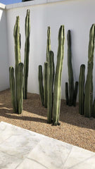 Cactus Tall 3pp