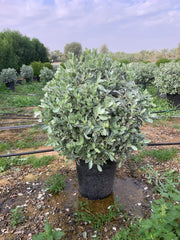 Silver Damas (Ball Shape)