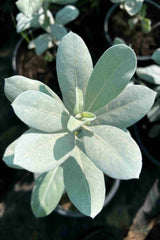 Silver Damas (Conocarpus erectus)