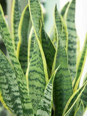 Snake Plant (Sansevieria trifasciata)