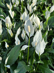Peace Lily (Spathiphyllum spp.)