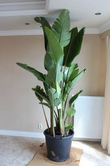 Strelitzia Nicolai - Bird of Paradise Large Splits