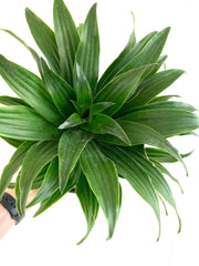 Dracaena Compacta