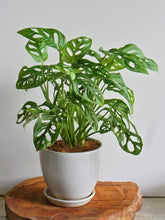 Monstera adansonii (Adanson’s Monstera / Swiss Cheese Vine)