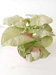 Syngonium Milk Confetti 12cm