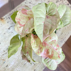 Syngonium Milk Confetti 12cm