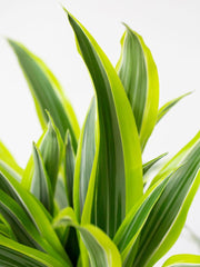 Dracaena Lemon Lime