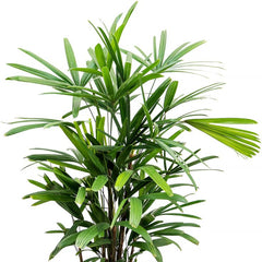 Rhapis Excelsa (Lady Palm)