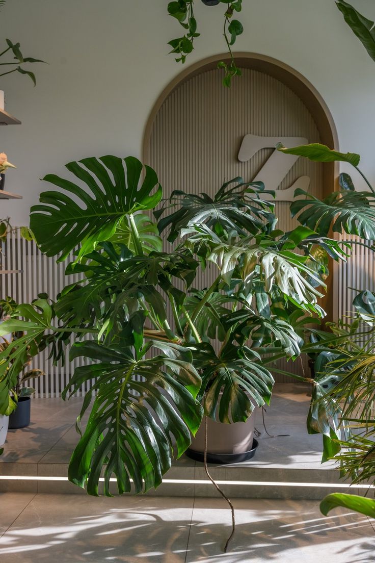 monstera deliciosa large form Monstera Deliciosa Large Form XXL – Plant Station