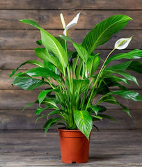 Peace Lily (Spathiphyllum spp.)