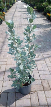 Silver Damas (Conocarpus erectus)