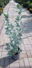 Silver Damas (Conocarpus erectus)