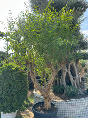 Pomegrenate Fruit Tree - Spanish