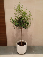 Olive Tree Mediterranean