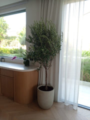 Olive Tree Mediterranean