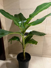 Musa 'Banana Tree'