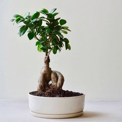 Ficus Bonsai Tree
